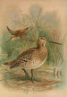 Gallinago major - Johann Friedrich Naumann — näkymä teoksesta