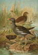 Gallinula chloropus - Johann Friedrich Naumann — näkymä teoksesta