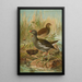 Gallinula chloropus - Johann Friedrich Naumann — kehystetty taideteos seinällä