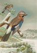 Garrulus glandarius - Johann Friedrich Naumann — näkymä teoksesta