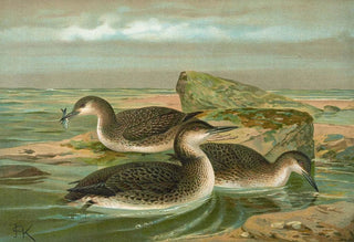 Johann Friedrich Naumann - Gavia arctica L PolarSeetaucher.webp