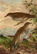 Geocichla mollissima - Johann Friedrich Naumann — näkymä teoksesta