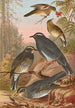 Geocichla sibirica - Johann Friedrich Naumann — näkymä teoksesta
