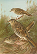 Geocichla varia Geocichla dauma - Johann Friedrich Naumann — näkymä teoksesta