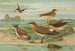 Glareola pratincola Glareola melanoptera Nordm - Johann Friedrich Naumann — näkymä teoksesta