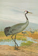 Grus grus - Johann Friedrich Naumann — näkymä teoksesta