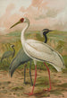 Grus virgo Grus leucogeranus Pall - Johann Friedrich Naumann — näkymä teoksesta