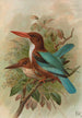 Halcyon smyrnensis - Johann Friedrich Naumann — näkymä teoksesta
