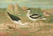 Himantopus himantopus Recurvirostra avocetta - Johann Friedrich Naumann — näkymä teoksesta