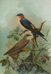 Hirundo rufula Temm Biblis rupestris - Johann Friedrich Naumann — näkymä teoksesta