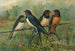 Hirundo rustica Hirundo rustica Savignii - Johann Friedrich Naumann — näkymä teoksesta