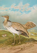 Houbara Macqueeni Gray - Johann Friedrich Naumann — näkymä teoksesta