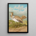 Houbara Macqueeni Gray - Johann Friedrich Naumann — kehystetty taideteos seinällä