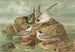 Hydrochelidon fissipes, Hydrochelidon hybrida, Hydrochelidon nigra - Johann Friedrich Naumann — näkymä teoksesta