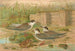 Hydrochelidon hybrida Hydrochelidon fissipes Hydrochelidon nigra - Johann Friedrich Naumann — näkymä teoksesta