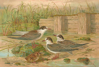 Johann Friedrich Naumann - Hydrochelidon hybrida Hydrochelidon fissipes Hydrochelidon nigra.webp