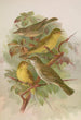Hypolais pallida philomela polyglotta olivetorum - Johann Friedrich Naumann — näkymä teoksesta