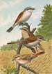 Lanius collurio Lanius isabellinus Ehrenberg - Johann Friedrich Naumann — näkymä teoksesta