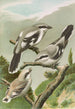 Lanius excubitor - Johann Friedrich Naumann — näkymä teoksesta