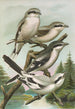 Lanius excubitor borealis Lanius meridionalis Lanius excubitor Homeyeri - Johann Friedrich Naumann — näkymä teoksesta