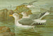 Hopearinnankalastaja Brunn - Johann Friedrich Naumann — näkymä teoksesta