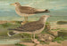 Larus canus Larus argentatus Brunn - Johann Friedrich Naumann — näkymä teoksesta