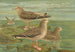 Larus fuscus Larus marinus Larus glaucus Maalaus Brünn - Johann Friedrich Naumann — näkymä teoksesta