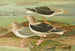 Johann Friedrich Naumannin Larus fuscus Larus marinus Larus glaucus Brunn - Maalaus — näkymä teoksesta