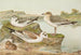 Larus minutus Pall Larus ridibundus Larus melanocephalus - Johann Friedrich Naumann — näkymä teoksesta