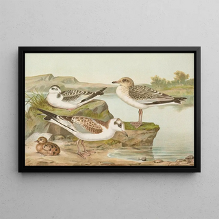 Johann Friedrich Naumann - Larus minutus Pall Larus ridibundusLarus melanocephalus.webp