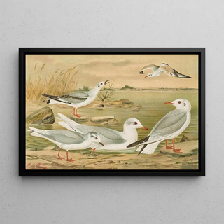 Johann Friedrich Naumann - Larus minutus Pall Larus ridibundus Larus melanocephalus Natt Larus Philadelphia Ord.webp