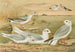 Larus minutus Pall, Larus ridibundus, Larus melanocephalus Natt, Larus Philadelphia Ord - Johann Friedrich Naumann — näkymä teoksesta