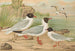 Larus minutus Pall, Larus ridibundus, Larus melanocephalus, Natt, Larus minutus Pall - Johann Friedrich Naumann — näkymä teoksesta