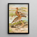 Limosa limosa Limosa lapponica - Johann Friedrich Naumann — kehystetty taideteos seinällä