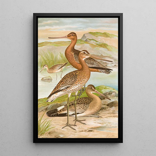 Johann Friedrich Naumann - Limosa limosa Limosa lapponica.webp