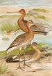 Limosa limosa Limosa lapponica - Johann Friedrich Naumann — näkymä teoksesta