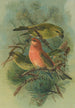 Loxia pityopsittacus Bechst - Johann Friedrich Naumann — näkymä teoksesta
