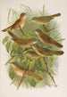Lusciniola fuscata melanopogon Locustella naevia luscinioides certhiola - Johann Friedrich Naumann — näkymä teoksesta