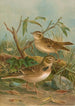 Melanocorypha calandra Lullula arborea - Johann Friedrich Naumann — näkymä teoksesta
