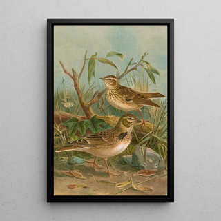 Johann Friedrich Naumann - Melanocorypha calandra Lullula arborea.webp