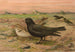 Melanocorypha yeltoniensis - Johann Friedrich Naumann — näkymä teoksesta