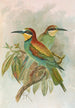 Merops apiaster - Johann Friedrich Naumann — näkymä teoksesta