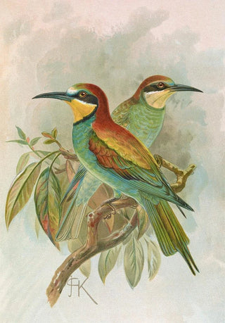 Johann Friedrich Naumann - Merops apiaster.webp