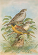 Miliaria calandra Emberiza melanocephala Scopoli - Johann Friedrich Naumann — näkymä teoksesta