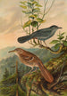Mimus carolinensis Harporhynchus rufus - Johann Friedrich Naumann — näkymä teoksesta