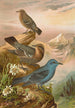 Monticola cyanus - Johann Friedrich Naumann — näkymä teoksesta