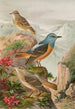 Monticola saxatilis - Johann Friedrich Naumann — näkymä teoksesta