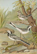 Motacilla alba - Johann Friedrich Naumann — näkymä teoksesta