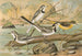 Motacilla alba, Motacilla boarula - Johann Friedrich Naumann — näkymä teoksesta