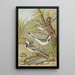 Motacilla alba - Johann Friedrich Naumann — kehystetty taideteos seinällä